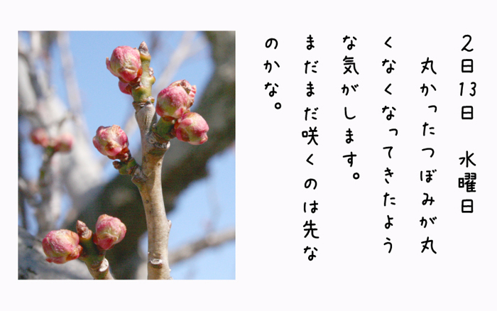 2月13日水曜日丸かったつぼみが丸くなくなってきたような気がします。まだまだ咲くのは先なのかな。