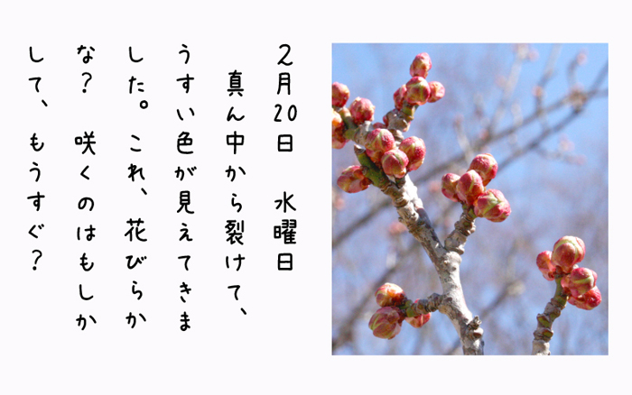 2月20日水曜日真ん中から裂けて、うすい色がみえてきました。これ、花びらかな？咲くのはもしかして、もうすぐ？