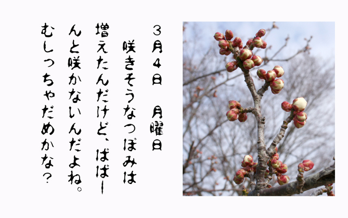 3月4日月曜日咲きそうなつぼみは増えたんだけど、ばばーんと咲かないんだよね。むしっちゃだめかな？