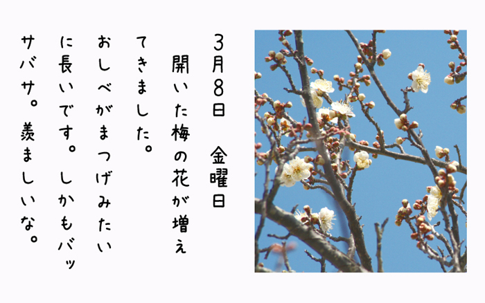 3月8日金曜日開いた梅の花が増えて来ました。おしべがまつげみたいに長いです。しかもバッサバサ。羨ましいな。