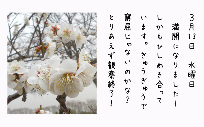 3月13日水曜日満開になりました！しかもひしめき合っています。ぎゅうぎゅうで窮屈じゃないのかな？とりあえず観察終了！