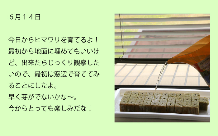 6月14日今日からヒマワリを育てるよ！最初から地面に埋めてもいいけど、出来たらじっくり観察したいので、最初は窓辺で育ててみることにしたよ。早く芽がでないかな～。今からとっても楽しみだな！