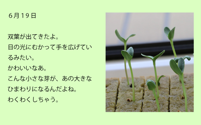 6月19日双葉が出てきたよ。日の光にむかって手を広げているみたい。かわいいなあ。こんな小さな芽が、あの大きなひまわりになるんだよね。わくわくしちゃう。