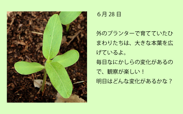 6月28日外のプランターで育てていたひまわりたちは、大きな本葉を広げているよ。毎日なにかしらの変化があるので、観察が楽しい！明日はどんな変化があるかな？