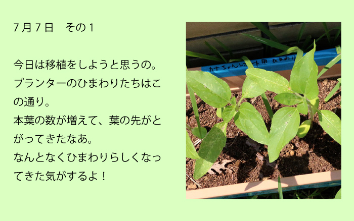 7月7日その1今日は移植をしようと思うの。プランターのひまわりたちはこの通り。本葉の数が増えて、葉の先がとがってきたなあ。なんとなくひまわりらしくなってきた気がするよ！