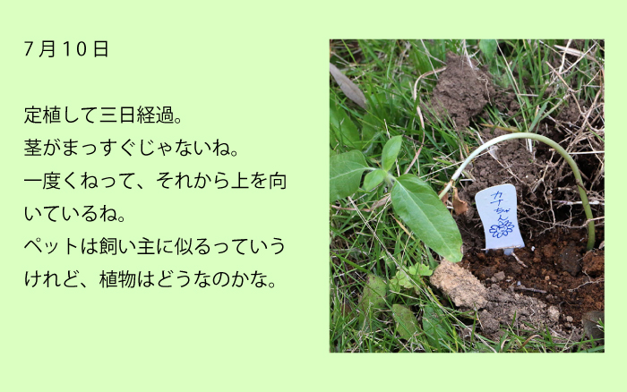 7月10日定植して三日経過。茎がまっすぐじゃないね。一度くねって、それから上を向いているね。ペットは飼い主に似るっていうけれど、植物はどうなのかな。