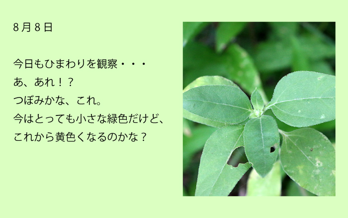 8月8日今日もひまわりを観察　あ、あれ！？つぼみかな、これ。今はとっても小さな緑色だけど、これから黄色くなるのかな？