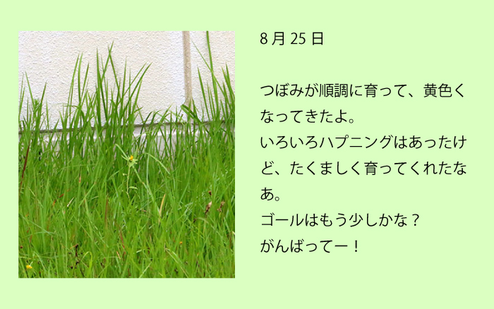 8月25日つぼみが順調に育って、黄色くなってきたよ。いろいろハプニングはあったけど、たくましく育ってくれたなあと思うの。ゴールはもう少しかな？がんばってー！