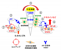 概念図