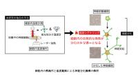 細胞内の熱操作の図