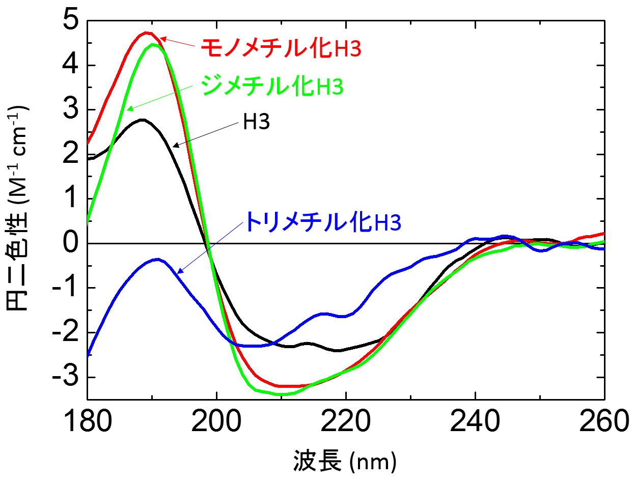 図3.　モノメチル化（赤）、ジメチル化（緑）、トリメチル化H3（青）とメチル化していない通常のH3（黒）の円二色性スペクトル。の画像