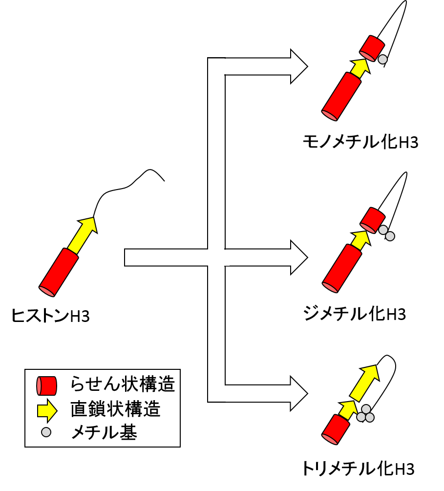 図4.　メチル化による構造変化のイメージ図の画像