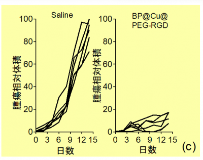 生理食塩水またはBP@Cu@PEG-RGDを投与した担癌マウスに光温熱治療を行った後の腫瘍体積の変化