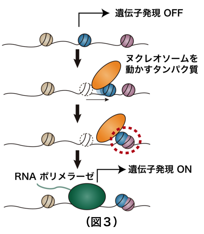 （図3）ヌクレオソームの位置を動かすことで、染色体を読み取り可能にした構造