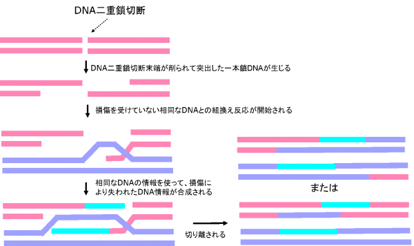 DNA相同組換によるDNA二重鎖切断の修復の画像