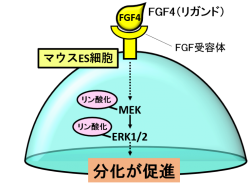 図1：マウスES細胞におけるFGF4シグナル経路の画像