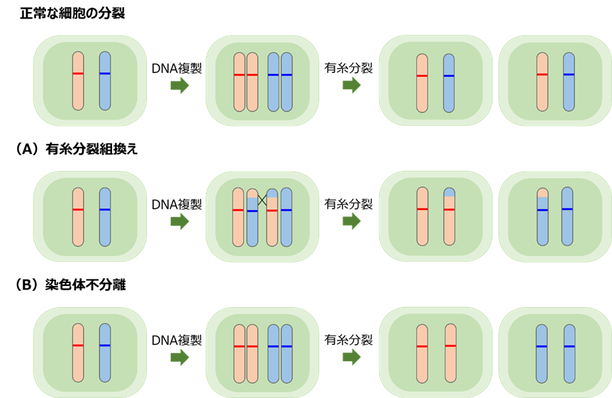 細胞が分裂する過程