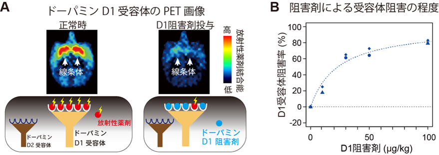  PETによるドーパミン受容体の計測と受容体阻害率